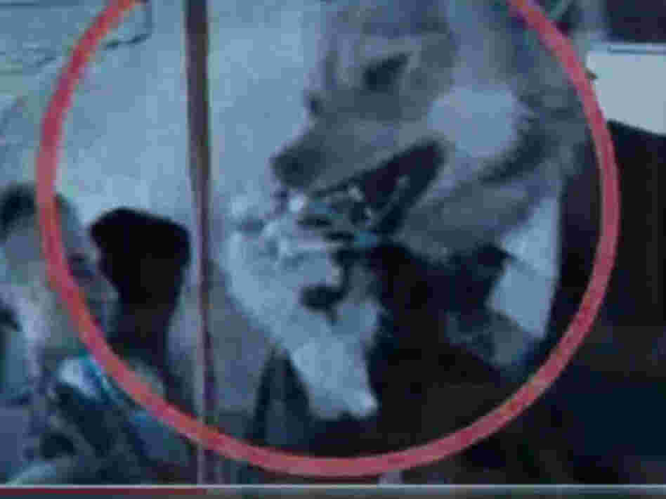 Wolf with inhaler