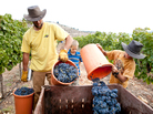 Evangelical Christians from the U.S. are living and working at Jewish settlements in the West Bank for weeks at a time. The Christians see Jewish expansion in the area as fulfilling biblical prophecy, though the settlements are a contentious issue between Israelis and Palestinians. Here volunteers harvest grapes. Evangelical Christians from the U.S. are living and working at Jewish settlements in the West Bank for weeks at a time. The Christians see Jewish expansion in the area as fulfilling biblical prophecy, though the settlements are a contentious issue between Israelis and Palestinians. Here volunteers harvest grapes.