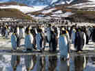 King penguins as seen in Discovery's new series, Frozen Planet.