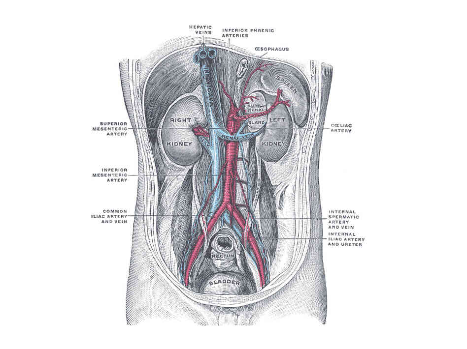 A study of kidney cancer patients finds the complexity of tumors may thwart simple attempts to personalize treatment.