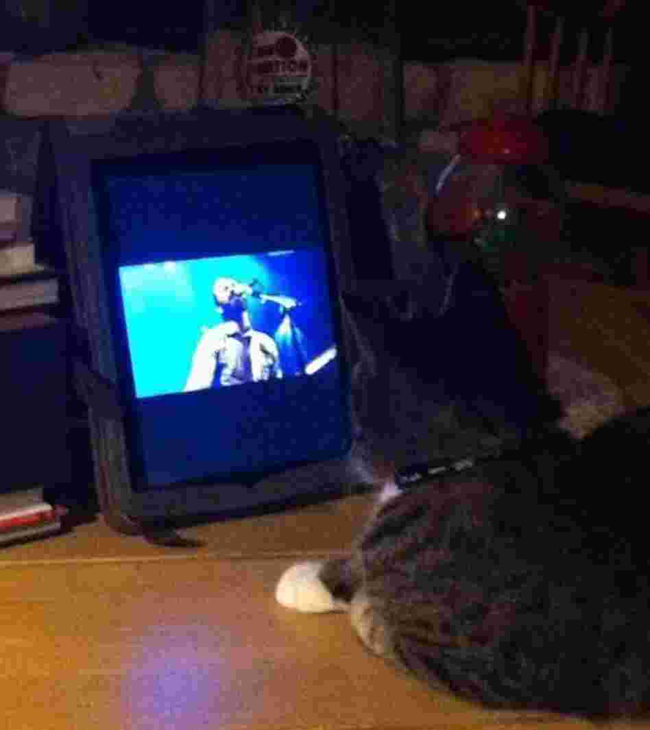 Steven Lea Tweeted:@nprmusic Leroy watching and listening to @TheShins