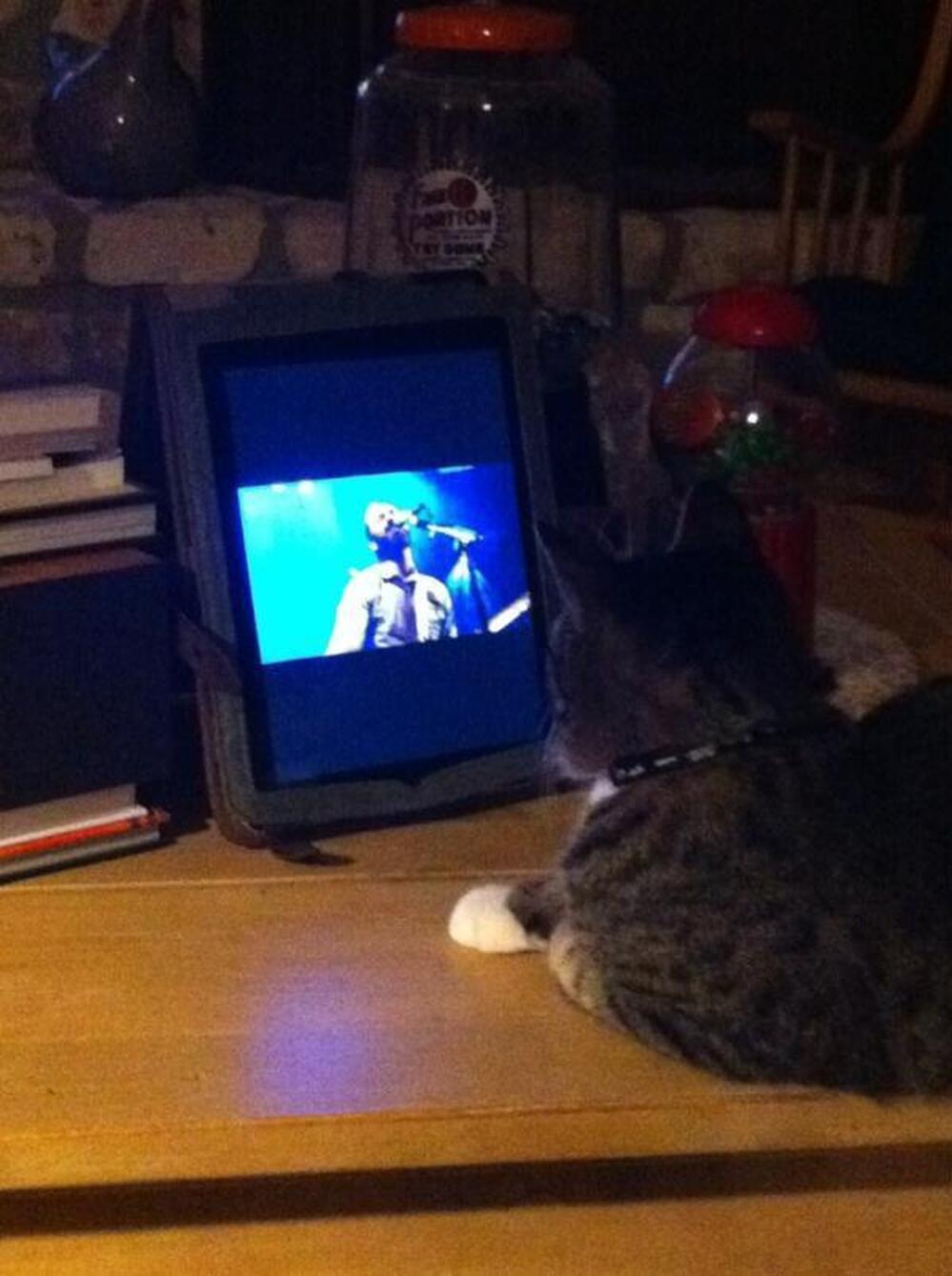 Steven Lea Tweeted:@nprmusic Leroy watching and listening to @TheShins