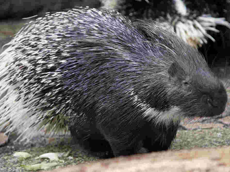 porcupine porcupine