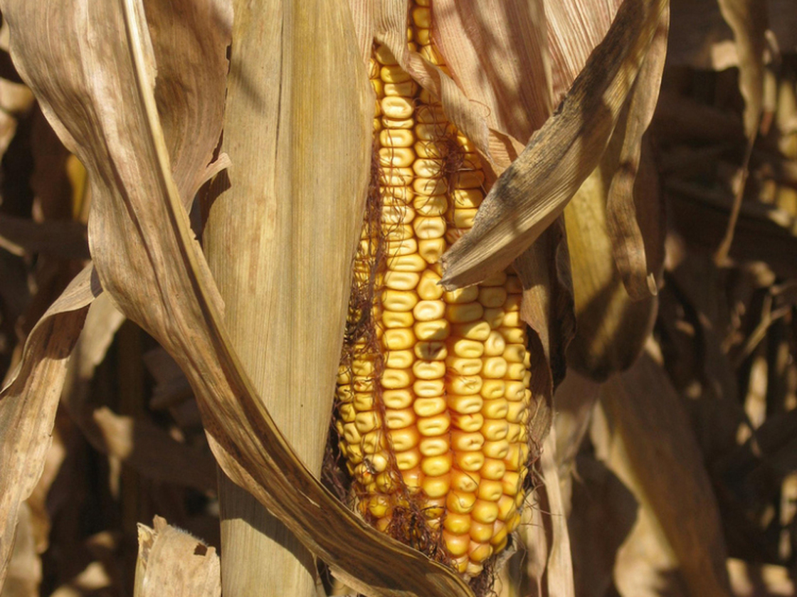 Scientists say the corn rootworm is growing resistant to Bt corn.