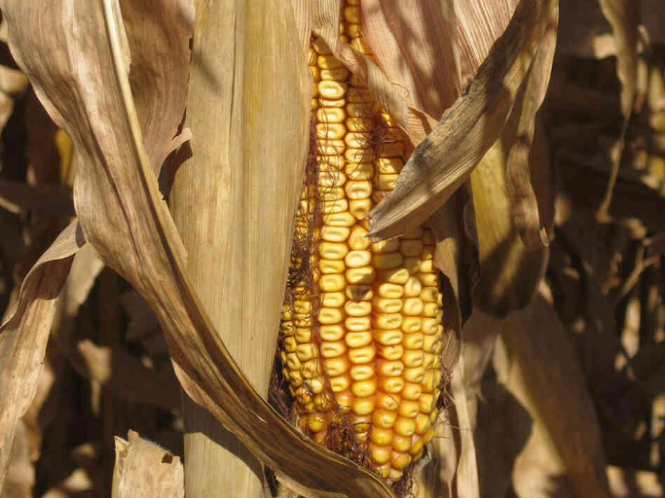 Scientists say the corn rootworm is growing resistant to Bt corn.