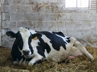 Cow Cow