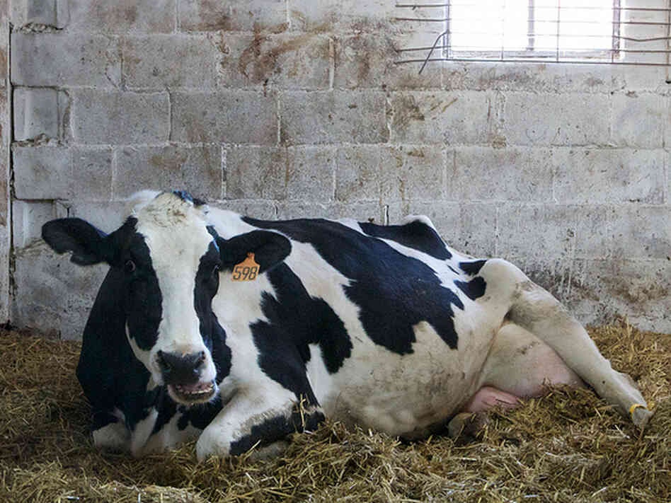 Cow