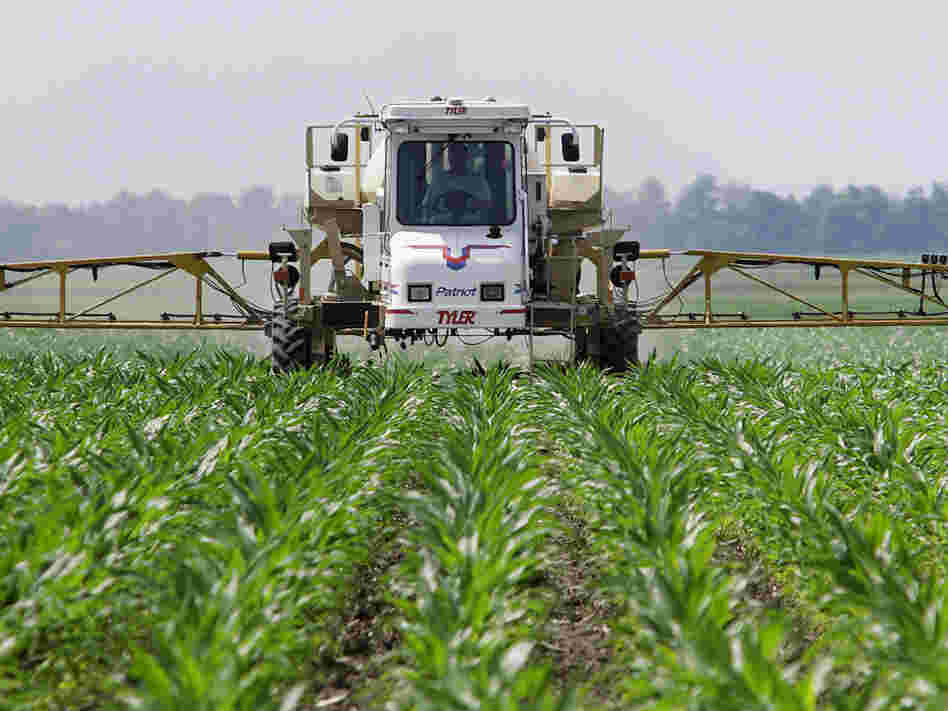 A farmer sprays the weed killer glyphosate across his cornfield in Auburn, Ill. 