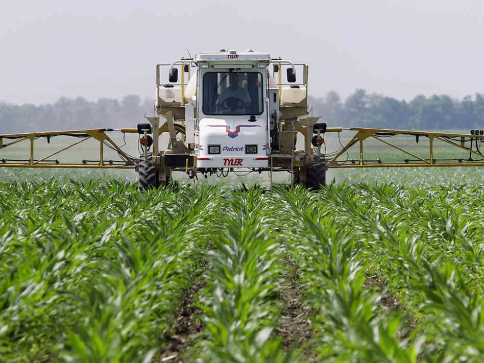 A farmer sprays the weed killer glyphosate across his cornfield in Auburn, Ill. 