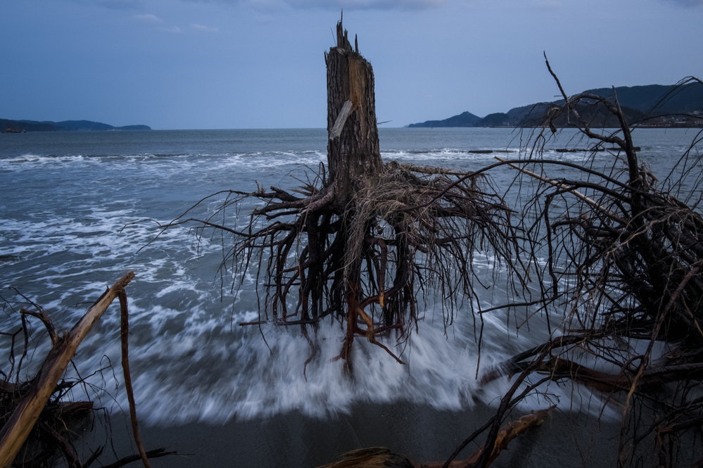 Pine trees, uprooted during last year's tsunami, lay strewn over the beach in Rikuzentakata, Japan.