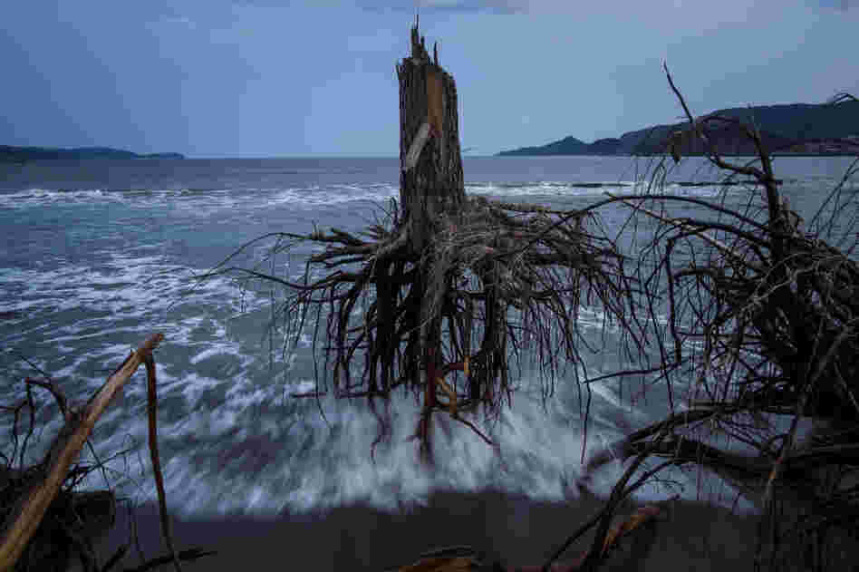 Pine trees, uprooted during last year's tsunami, lay strewn over the beach in Rikuzentakata, Japan.