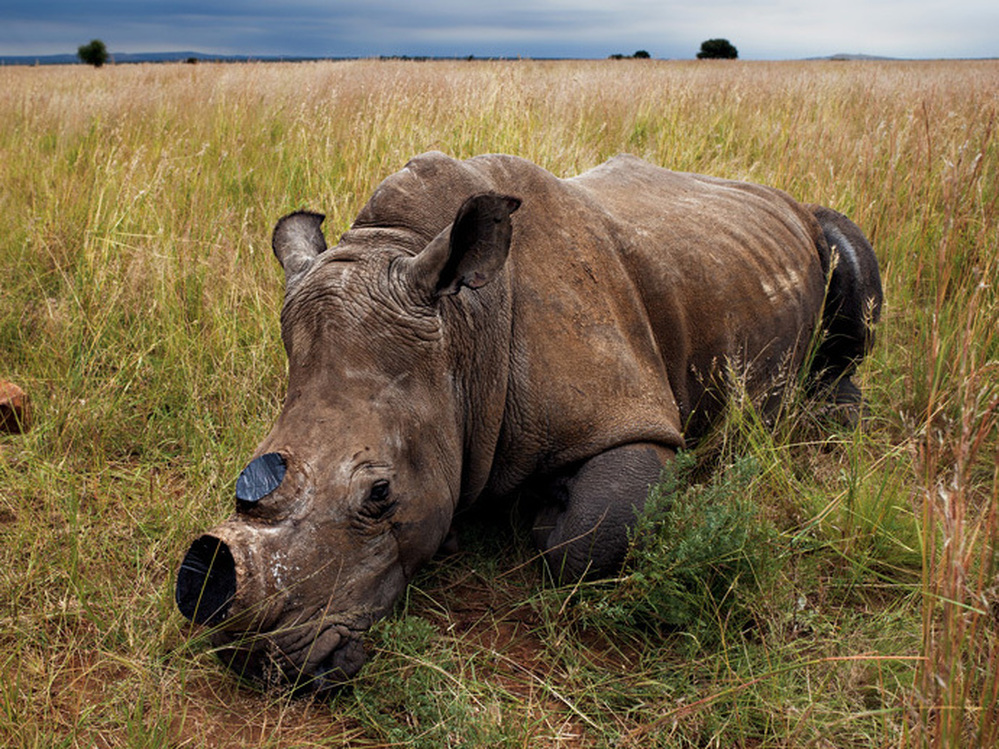 An anesthetized rhino is left to wake up after a dehorning procedure administered to decrease the risk of poaching.