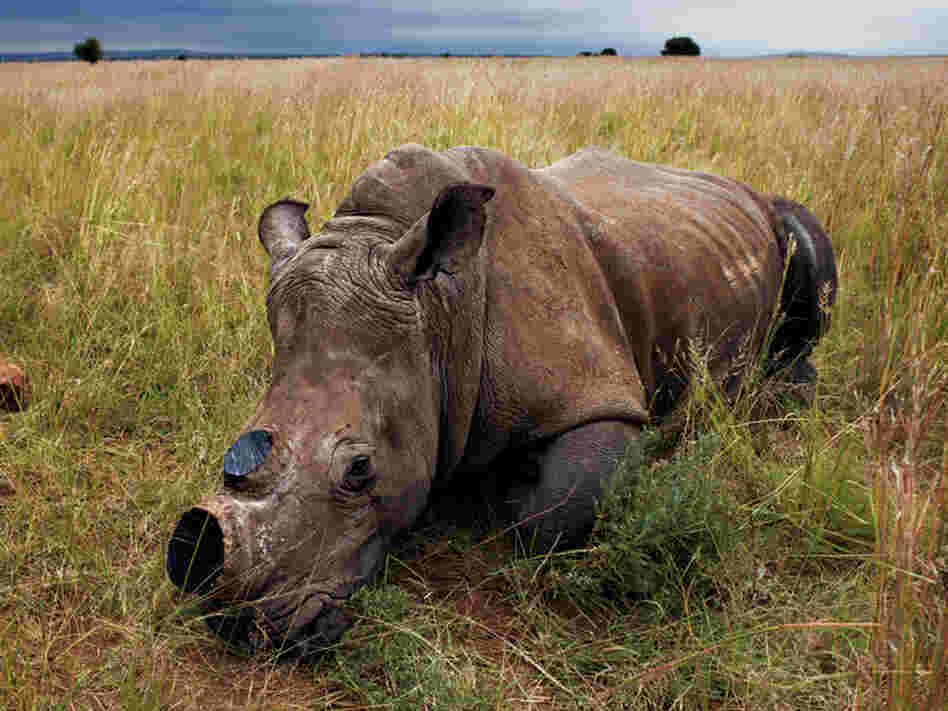 An anesthetized rhino is left to wake up after a dehorning procedure administered to decrease the risk of poaching.