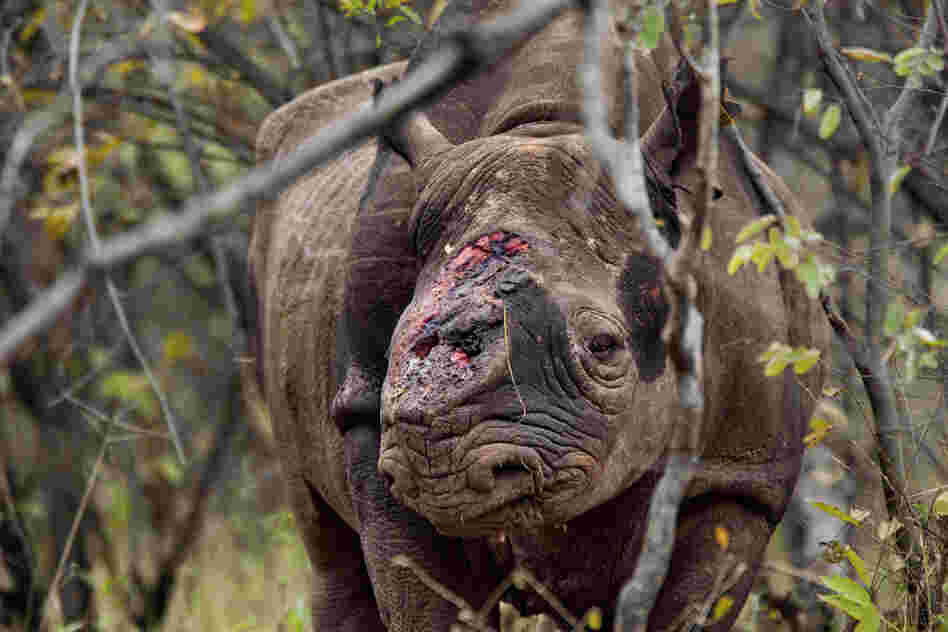 Game scouts found this black rhino bull wandering Zimbabwe's Save Valley Conservancy after poachers shot it several times and cut off both its horns. Veterinarians had to euthanize the animal because its shattered shoulder couldn't support its weight. In the past six years, poachers have killed more than 1,000 African rhinos for their horns, many of which are smuggled to Asia for use in traditi...
