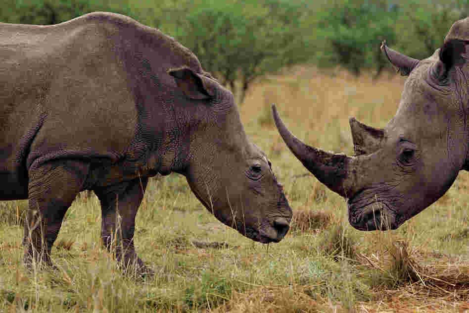 A white rhino cow (left) grazes with a bull that has become her companion after a poaching attack in KwaZulu-Natal Province, South Africa. Using a helicopter, a gang tracked her and her four-week-old calf, shot her with a tranquilizer dart, and cut off her horns with a chain saw. Rangers found her a week later, searching for her calf, which had died, probably of starvation and dehydration.
