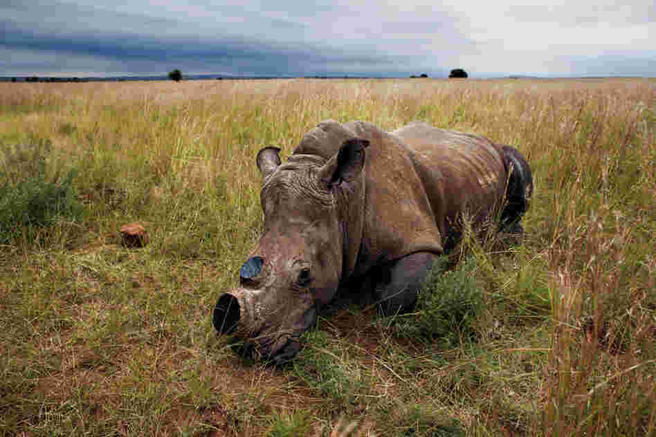 The anesthetized rhino is left to wake up in a field after the dehorning procedure.