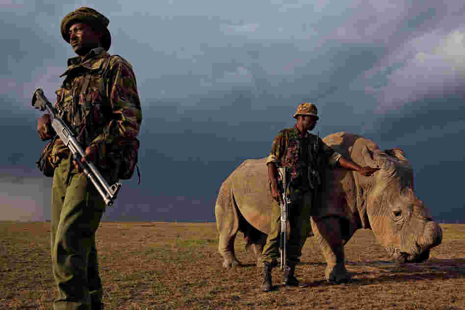 Dehorned to deter poachers, a tame northern white rhino, one of only seven of the subspecies known to survive, grazes under the watch of rangers from Kenya's Ol Pejeta Conservancy. Transferred along with three other northern whites from a zoo in the Czech Republic, the rhinos, which had not produced offspring in captivity, were brought to the wild in a last-ditch effort to breed them back from ...