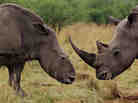 A white rhino cow (left) grazes with a bull that has become her companion after a poaching attack in KwaZulu-Natal Province, South Africa. A white rhino cow (left) grazes with a bull that has become her companion after a poaching attack in KwaZulu-Natal Province, South Africa.
