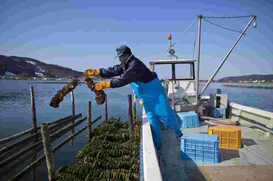 Yoshitaka Abe, 60, an oyster farmer and local councilman, checks on his oyster seeds. While Ishinomaki's oyster beds were destroyed in the tsunami, the cove where oyster seeds are harvested remained intact, allowing cultivation to continue.