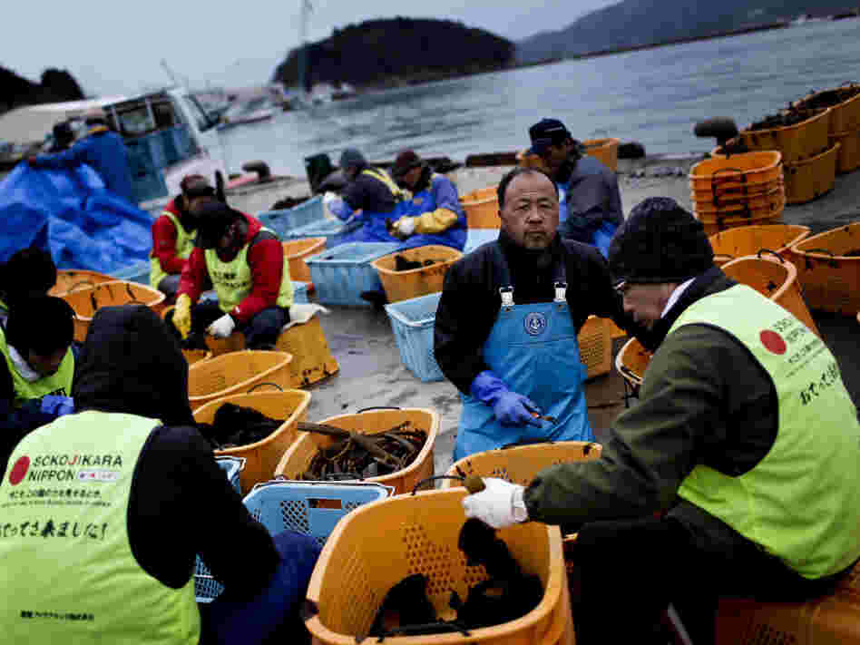 Volunteers assist workers who are slicing and packing seaweed at a temporary processing yard set up on the Minamisanriku harborfront, March 8, 2012. Volunteers assist workers who are slicing and packing seaweed at a temporary processing yard set up on the Minamisanriku harborfront, March 8, 2012.