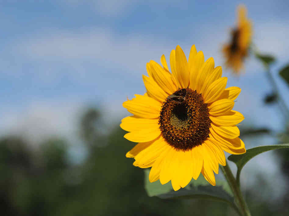 Sunflowers in Birmingham, Ala.