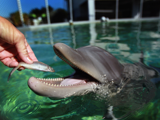 Dolphins and other marine mammals may lack the ability to taste their treats. Blame evolution.