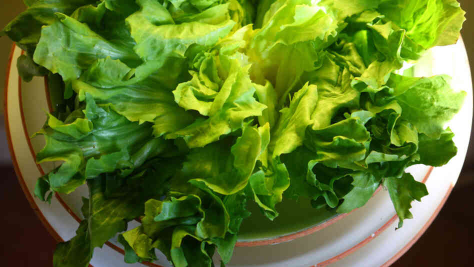 Escarole
