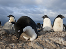 An Adelie penguin male builds a stone nest in anticipation of the females' arrival. The males compete over the precious stones, often resorting to stealing to get the best ones. An Adelie penguin male builds a stone nest in anticipation of the females' arrival. The males compete over the precious stones, often resorting to stealing to get the best ones.