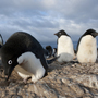 An Adelie penguin male builds a stone nest in anticipation of the females' arrival. The males compete over the precious stones, often resorting to stealing to get the best ones. 