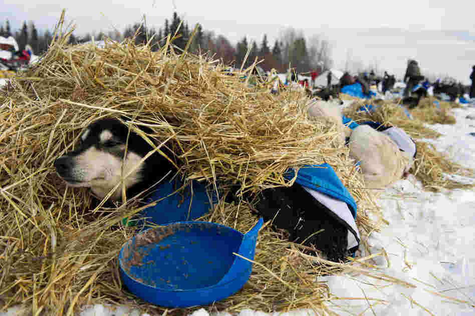 Toby, a leader for musher Nicolas Petit, rests in straw in Nikolai, Alaska, on March 6. 
