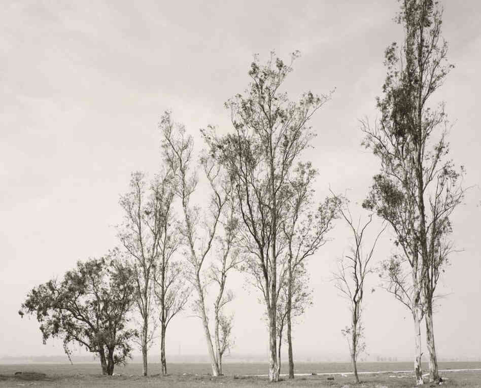 Abandoned windbreak, West of Fontana, California, 1982