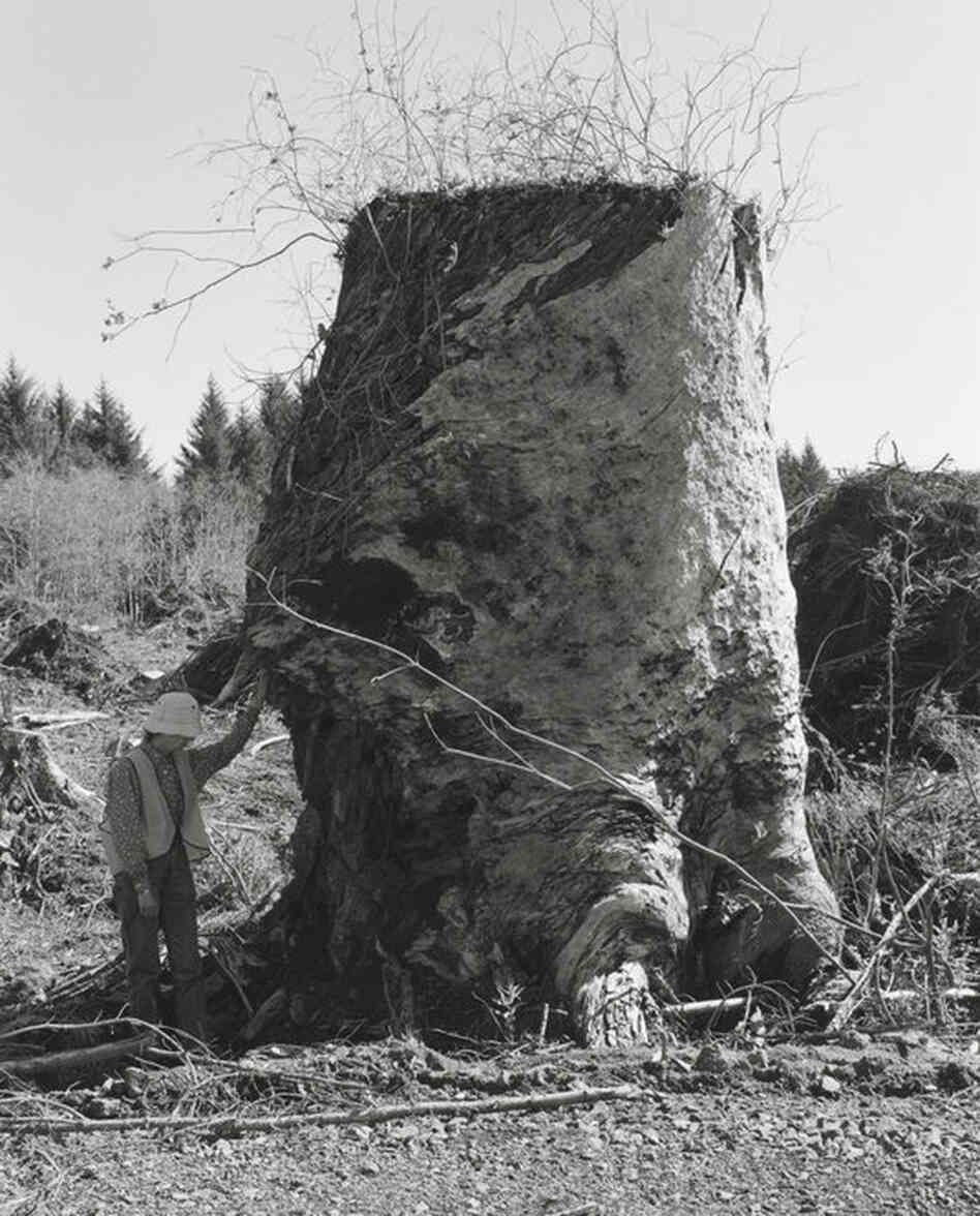 Kerstin, Next to an Old-Growth Stump, Coos County, Oregon, 1999-2003