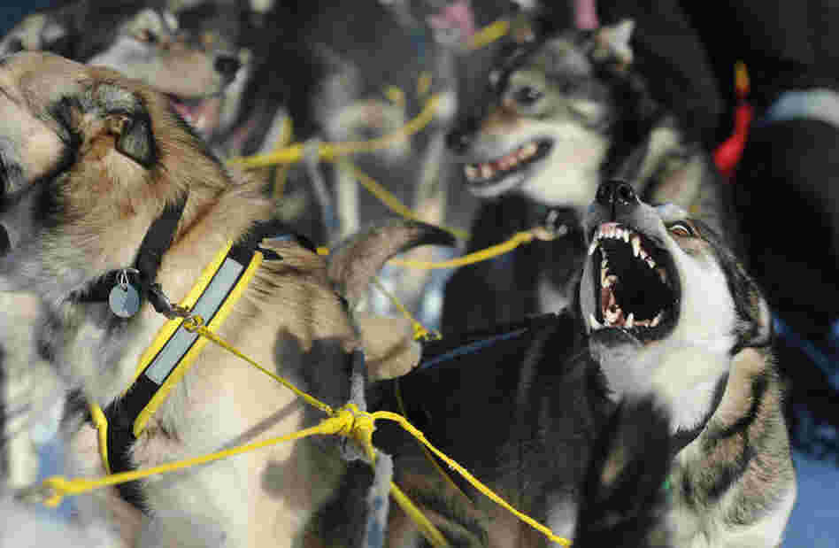 A thousand dogs and 66 mushers hit the trail during the official restart in Willow, Alaska, on March 4.  