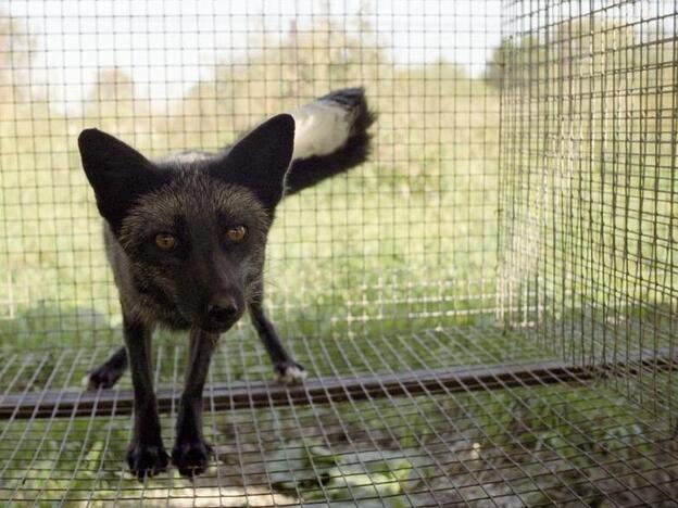 This little fox is genetically tame — the product of a long-running experiment begun by a Russian scientist in 1954.