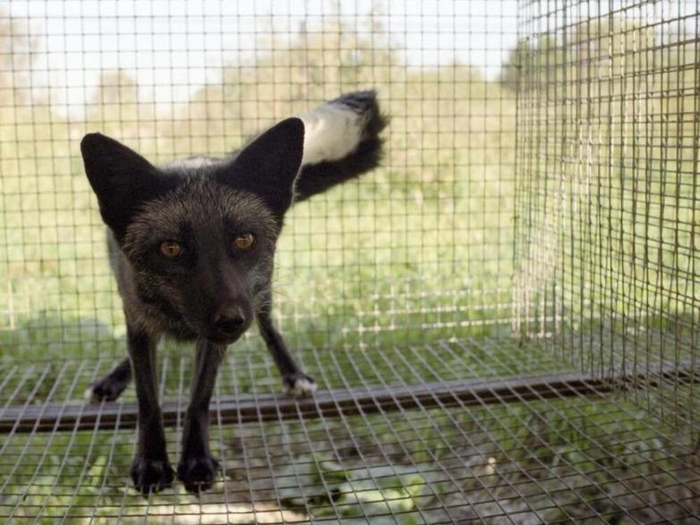 This little fox is genetically tame — the product of a long-running experiment begun by a Russian scientist in 1954.