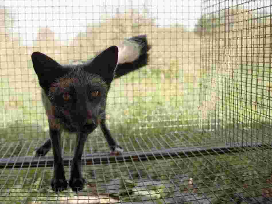 This little fox is genetically tame — the product of a long-running experiment begun by a Russian scientist in 1954.