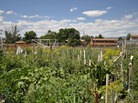 One of the community gardens divided up into individual plots run by Denver Urb Gardens. One of the community gardens divided up into individual plots run by Denver Urb Gardens.