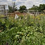 One of the community gardens divided up into individual plots run by Denver Urb Gardens.