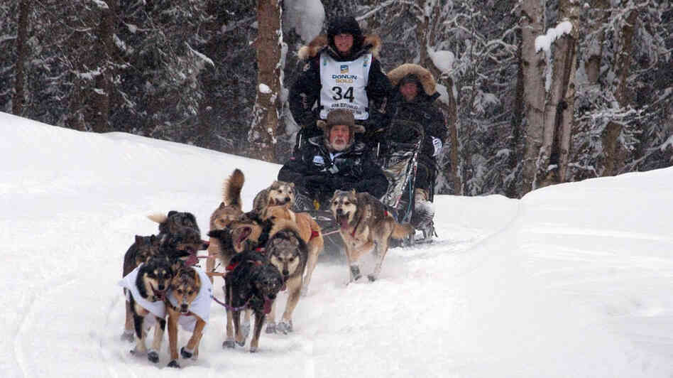 2012 Iditarod winner Dallas Seavey's team climbs a hill. Seavy has guest riders on his sled for the ceremonial start of the race. 2012 Iditarod winner Dallas Seavey's team climbs a hill. Seavy has guest riders on his sled for the ceremonial start of the race.
