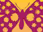 Arcadeia cover detail
