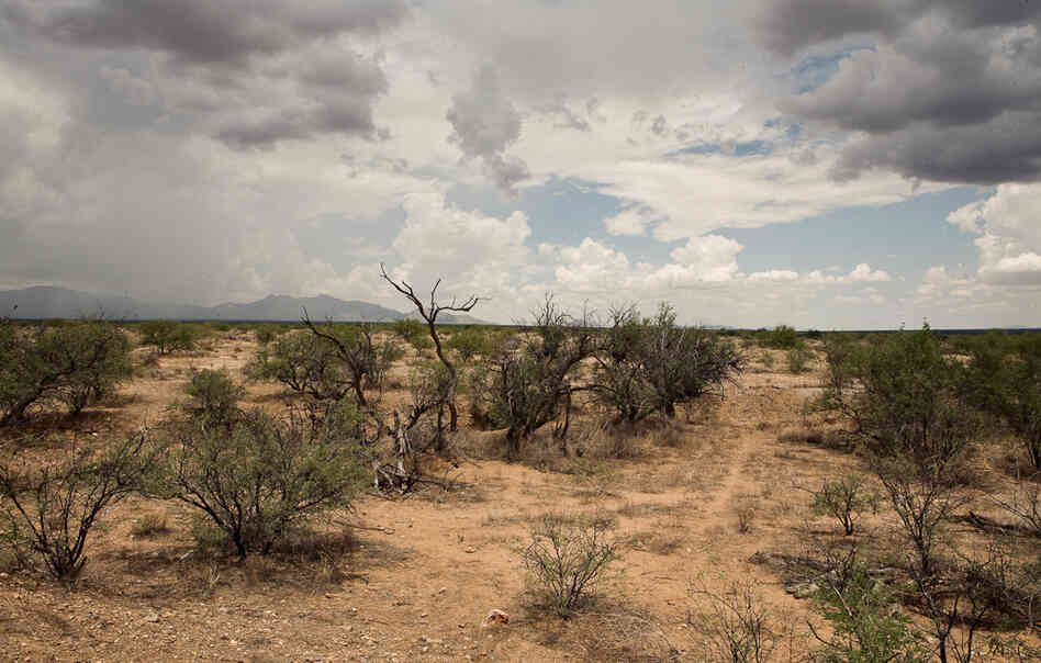 Thousands of people try to cross the desert from Mexico into the United States every year. 