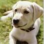 It was all a joke, the man behind Eternal Earth-Bound Pets now says. 
