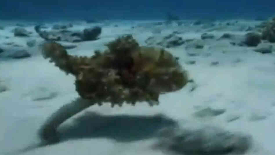 A mimic octopus.