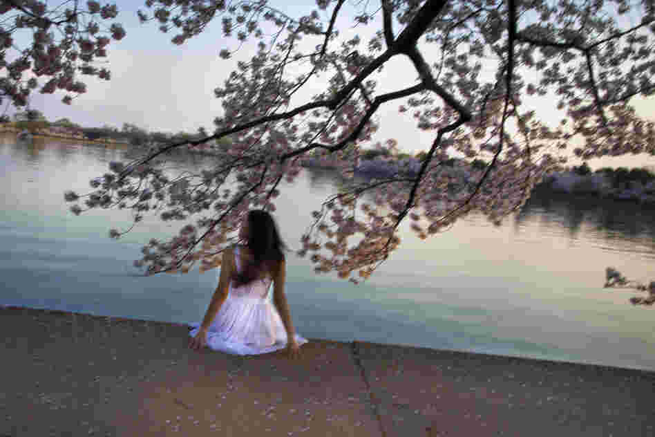 Visitors enjoy and celebrate the beauty of the centennial National Cherry Blossom Festival by the Tidal Basin in Washington, D.C. 