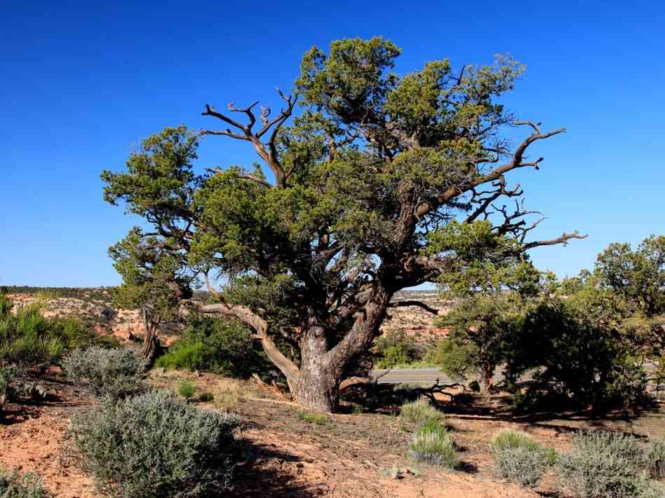 Pinon pine trees like this one dominate Rattlesnake Canyon. Pinon pine trees like this one dominate Rattlesnake Canyon.