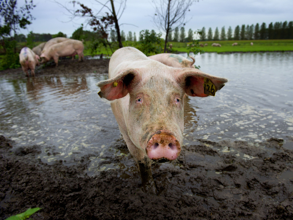 Pigs take a mud bath at the De Jofrahoeve pig farm in Esch, Netherlands. Dutch farmers treat their animals with almost three times the antibiotics that their Danish neighbors use.