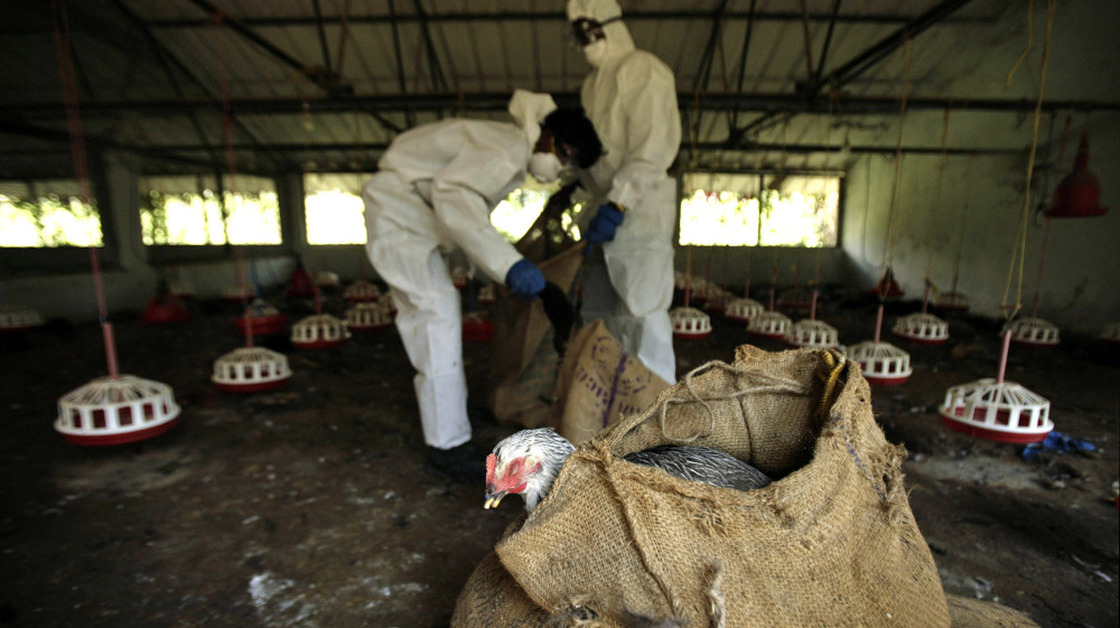 Health Department officials cull birds and put them in sacks after bird flu virus was detected in Bhubaneswar, India.
