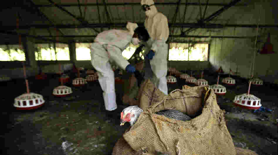 Health Department officials cull birds and put them in sacks after bird flu virus was detected in Bhubaneswar, India.
