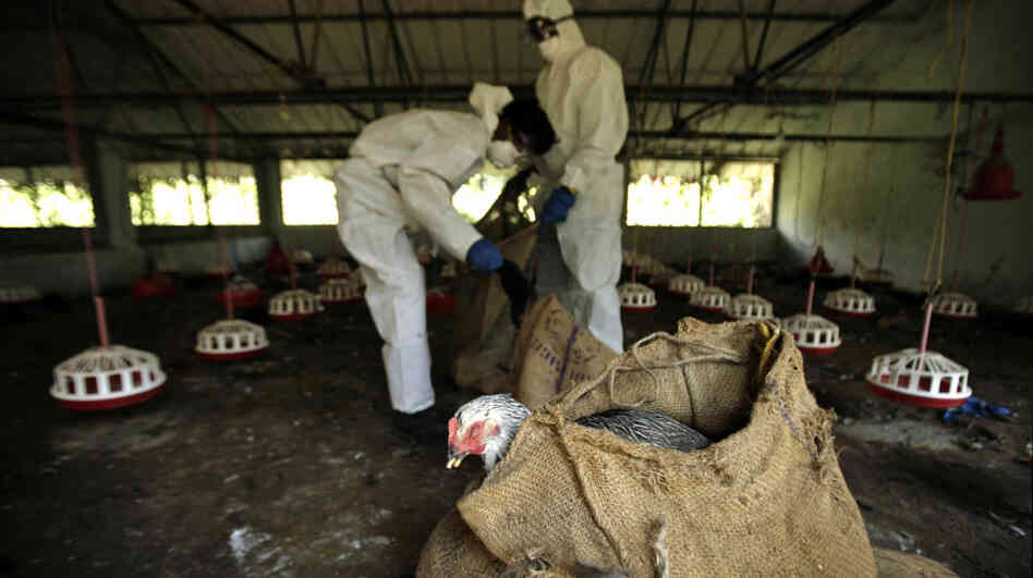Health Department officials cull birds and put them in sacks after bird flu virus was detected in Bhubaneswar, India.
