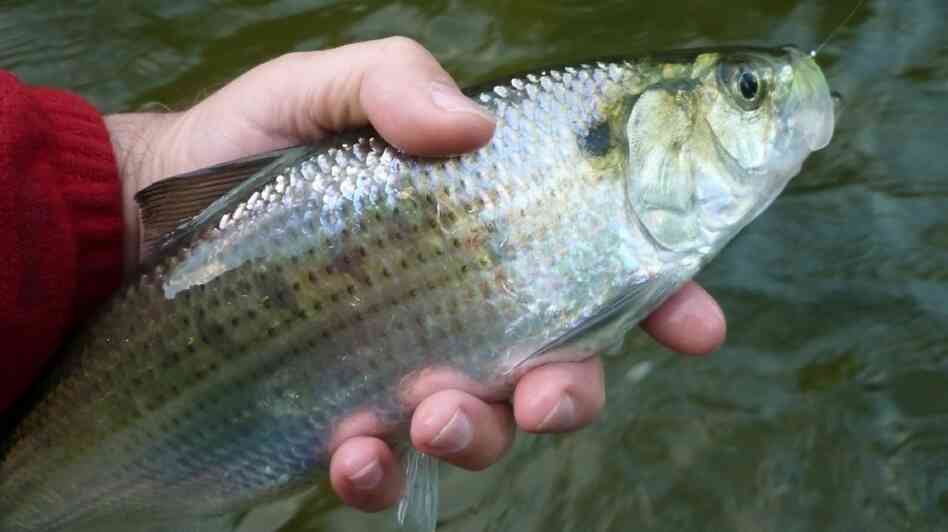 This hickory shad is fun to catch, but its cousin the American shad is the tastiest.